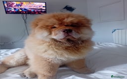 Chow Chow dogs for stud: Chowmazing  - Image 17