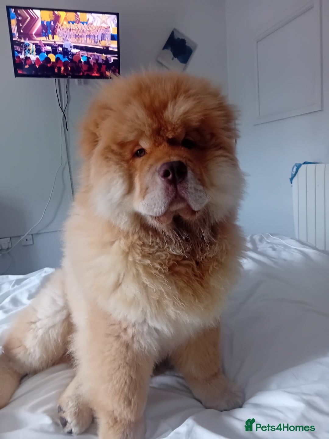 Chow Chow dogs for stud: Chowmazing  - Image 17