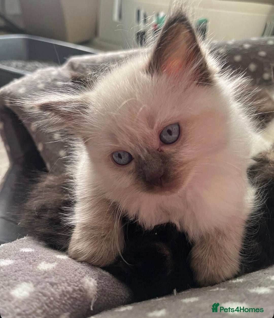 Ragdoll cats for sale: Beautiful, blue point Ragdoll kittens ☁️💗 - Advert 1