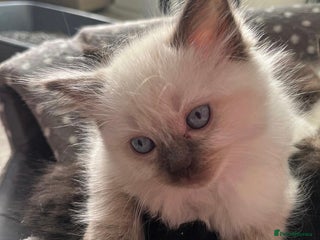 Ragdoll cats Beautiful, blue point Ragdoll kittens ☁️💗 - Advert 1
