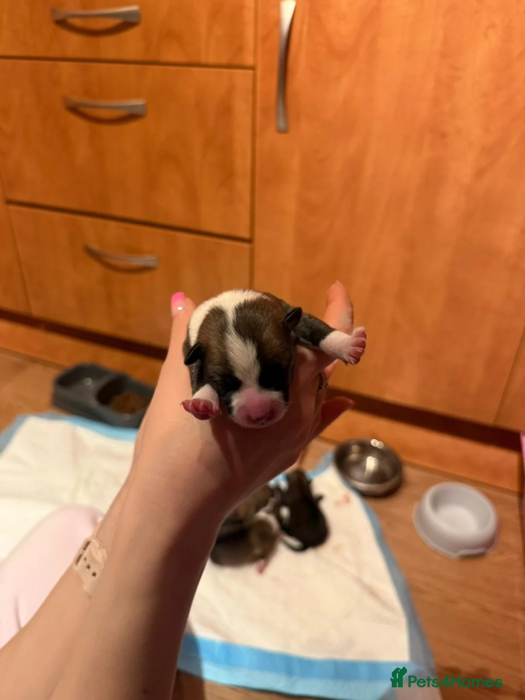 Mixed Breed dogs for sale: Puppies for sale - Advert 7