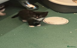 Mixed Breed cats for sale: Kittens for sale  - Image 10