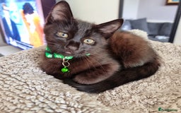 Mixed Breed cats for sale: Norwegian x pixiebob kittens mix available  - Image 27