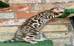 Bengal cats for sale: Top quality pure breed bangal kittens available  - Image 3