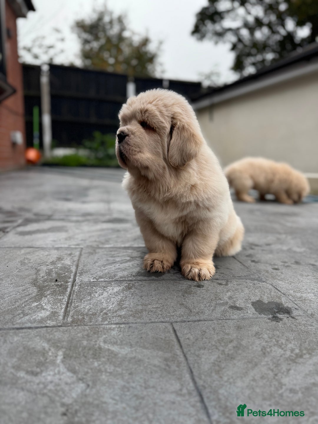 Tibetan Mastiff dogs for sale: Chinese Tibetan mastiff pups  - Image 30