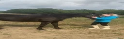 Irish Thoroughbred horses for sale: Millie’s Flying  - Advert 8