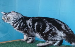 British Shorthair cats for sale: Bsh .Tabby Female as Pet only. - Advert 2