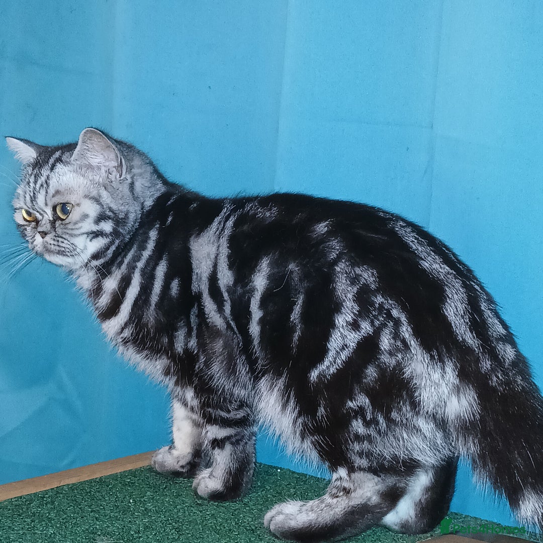 British Shorthair cats for sale: Bsh .Tabby Female as Pet only. - Advert 2