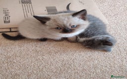 British Shorthair cats for sale: British Shorthair Kittens - Image 13