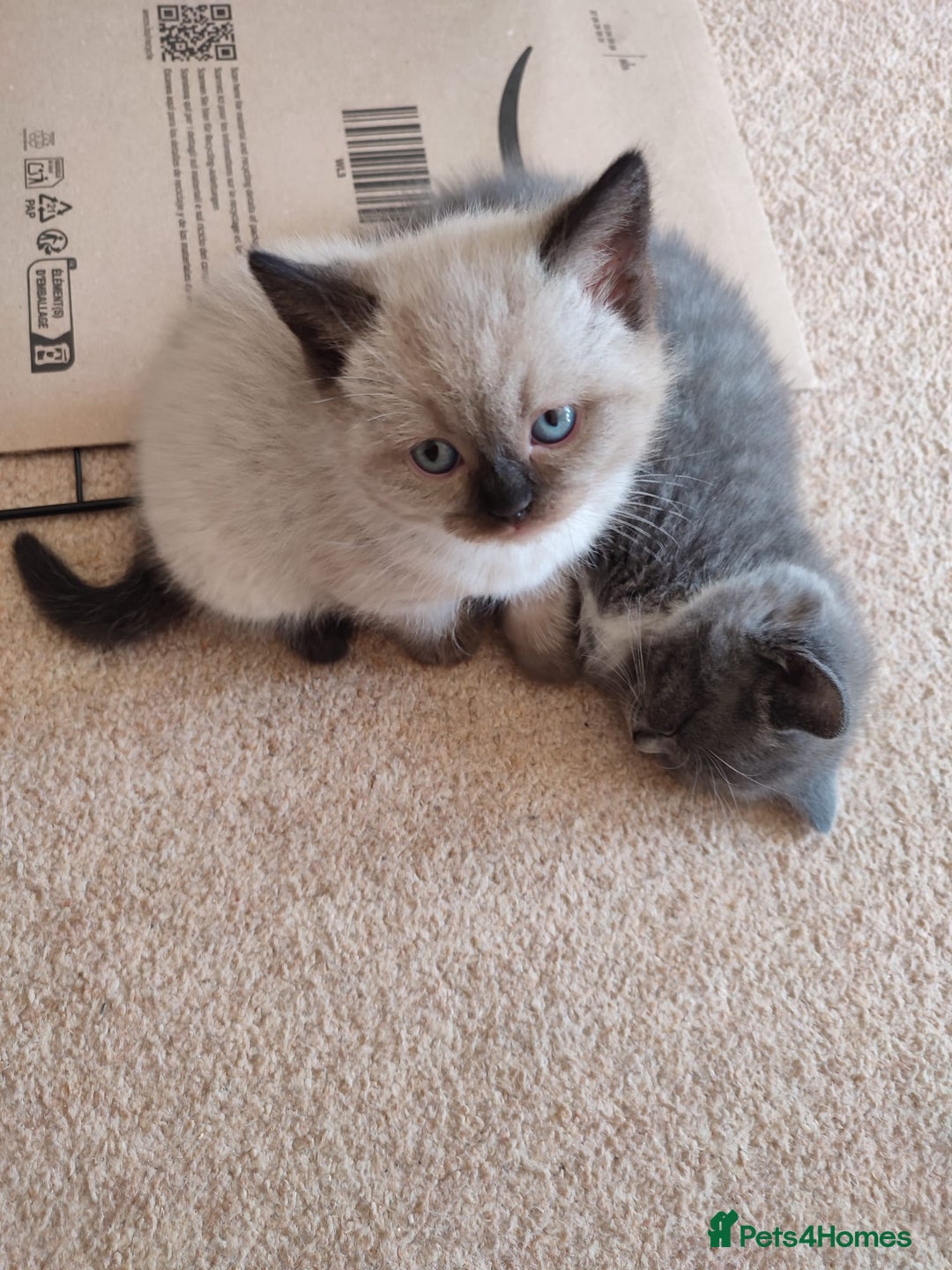 British Shorthair cats for sale: British Shorthair Kittens - Image 13