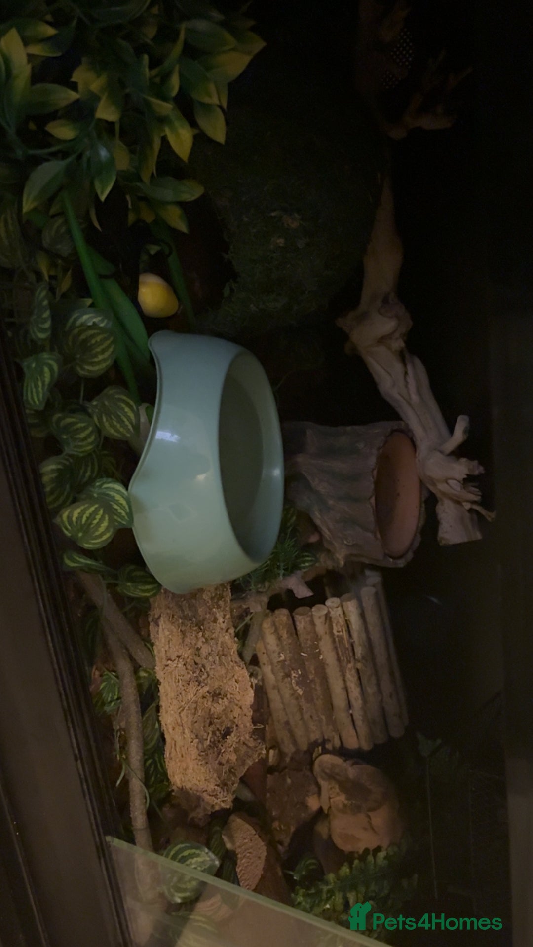 Python Snake reptiles for sale: Ball python with full set up - Advert 5