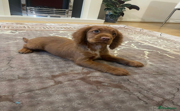 Cocker Spaniel dogs - Advert 2