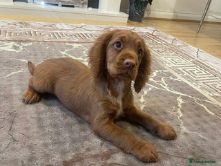 Cocker Spaniel dogs - Advert 4