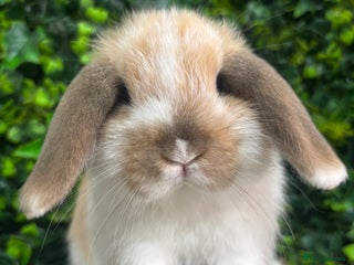 Mini Lop rabbits - Advert 31