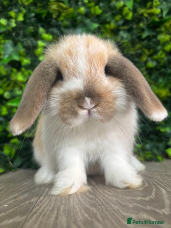 Mini Lop rabbits - Advert 14