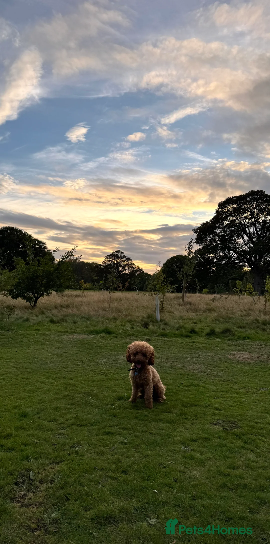 Miniature Poodle dogs for stud: Rufus  - Advert 9