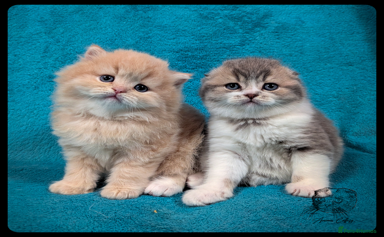 Scottish Fold cats TICA Registered Scottish kittens - Advert 10