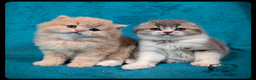 Scottish Fold cats for sale: TICA Registered Scottish kittens - Advert 1