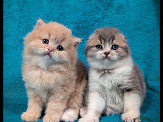 Scottish Fold cats TICA Registered Scottish kittens - Advert 14