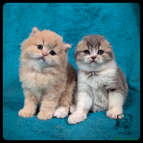 Scottish Fold cats TICA Registered Scottish kittens - Advert 2