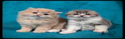 Scottish Fold cats for sale: TICA Registered Scottish kittens - Advert 1