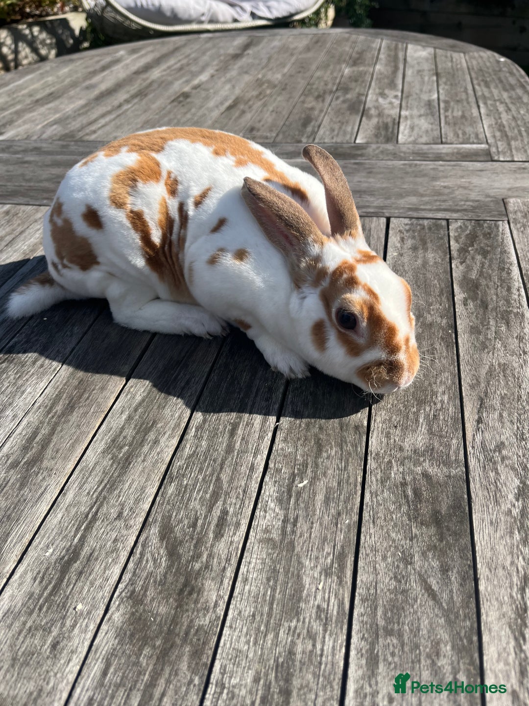Rex rabbits for sale: Male Rex bunny - Advert 2
