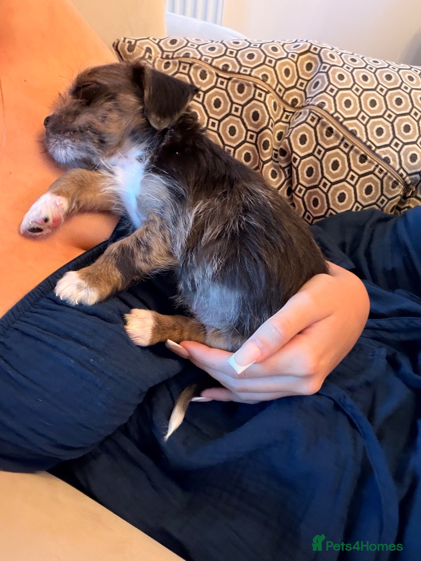 Miniature Dachshund dogs MINIATURE DASCHUND LONGHAIRED MALE - Advert 11