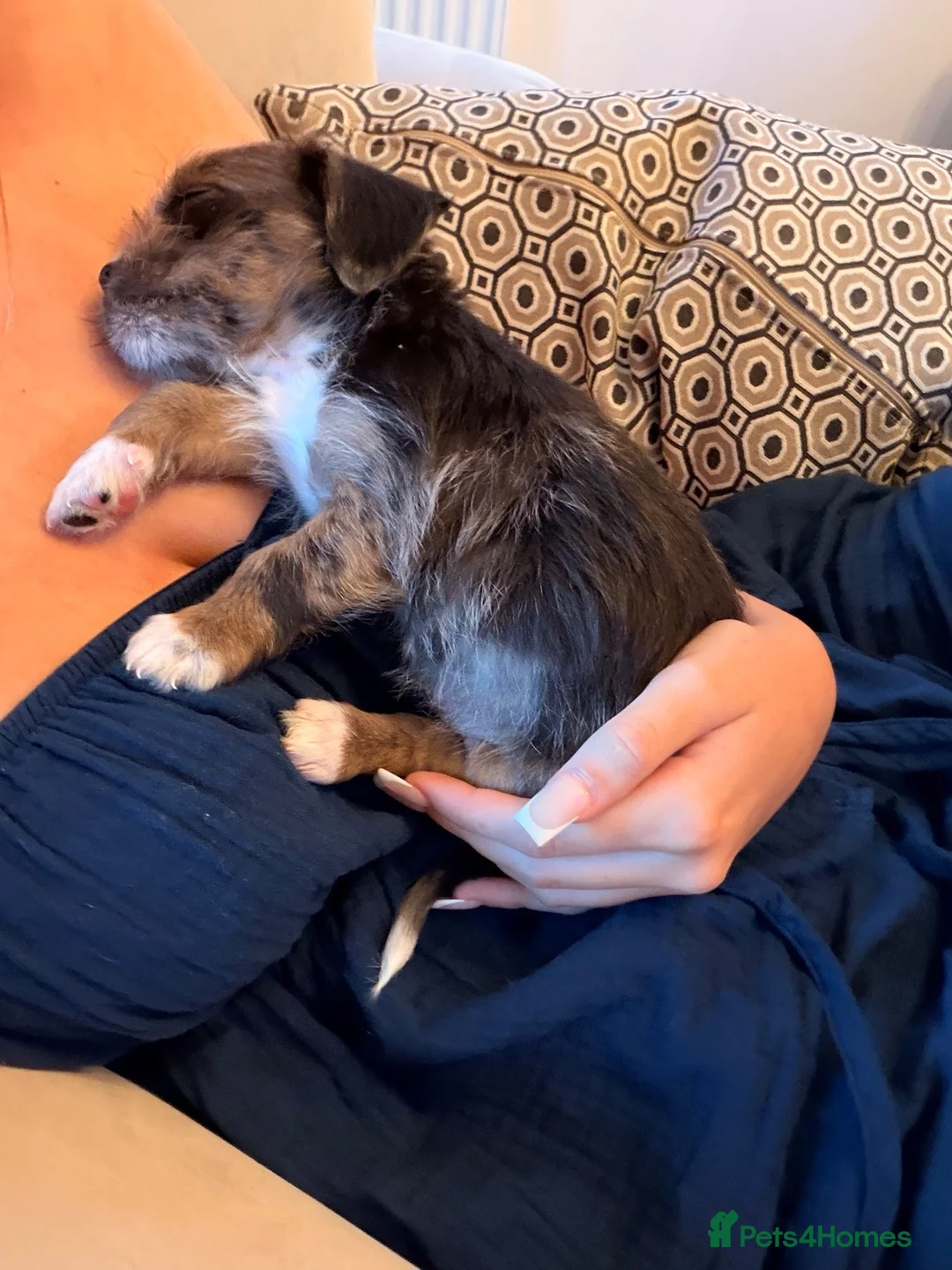 Miniature Dachshund dogs for sale: MINIATURE DASCHUND LONGHAIRED MALE in Bicester - Advert 1