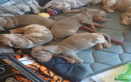 Dachshund dogs for sale: Dachshund Puppy 5 - Isabella dapple dachshund puppies - Image 14