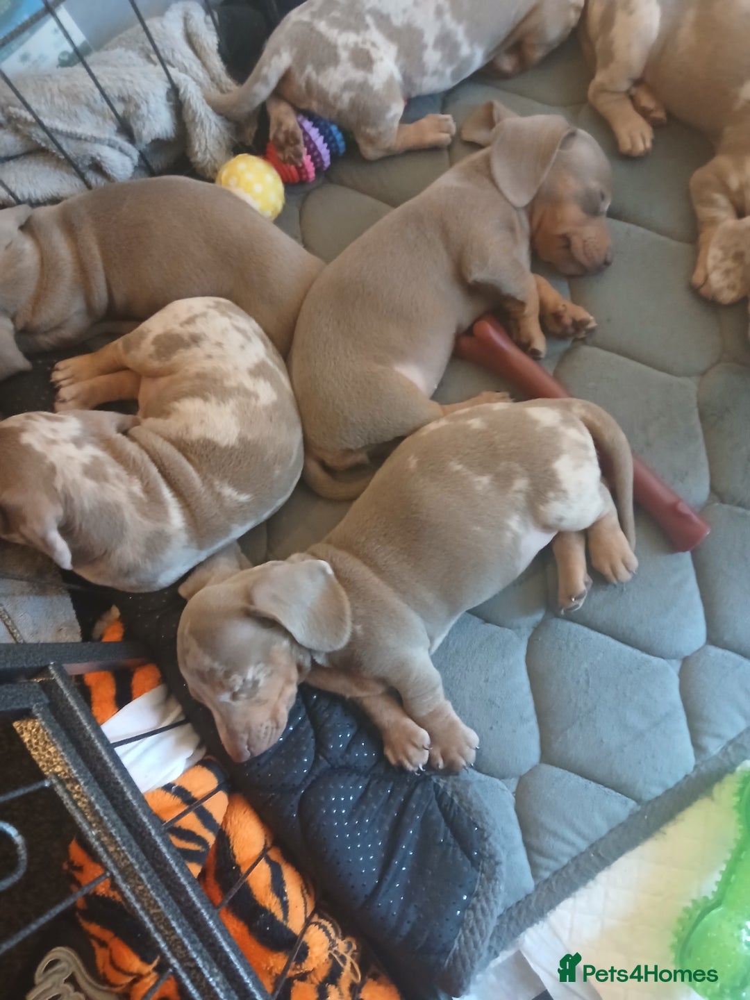 Dachshund dogs for sale: Dachshund Puppy 5 - Isabella dapple dachshund puppies - Image 14