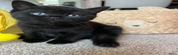 Mixed Breed cats for sale: Gorgeous black kittens ready next week - Advert 6