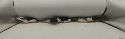 Rat rodents for sale: July Rats Are Here! - Advert 3