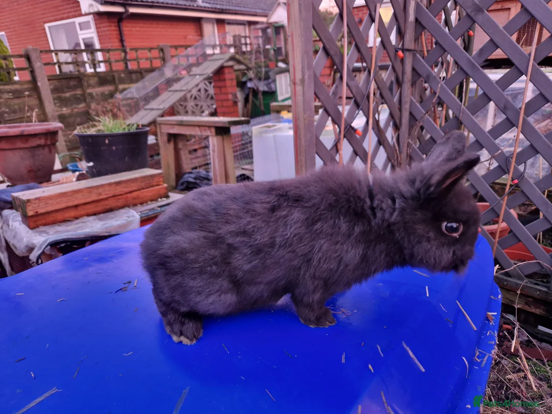 Mixed Breed rabbits for sale: Friendly, small, cute mixed breed bunnies  - Advert 4