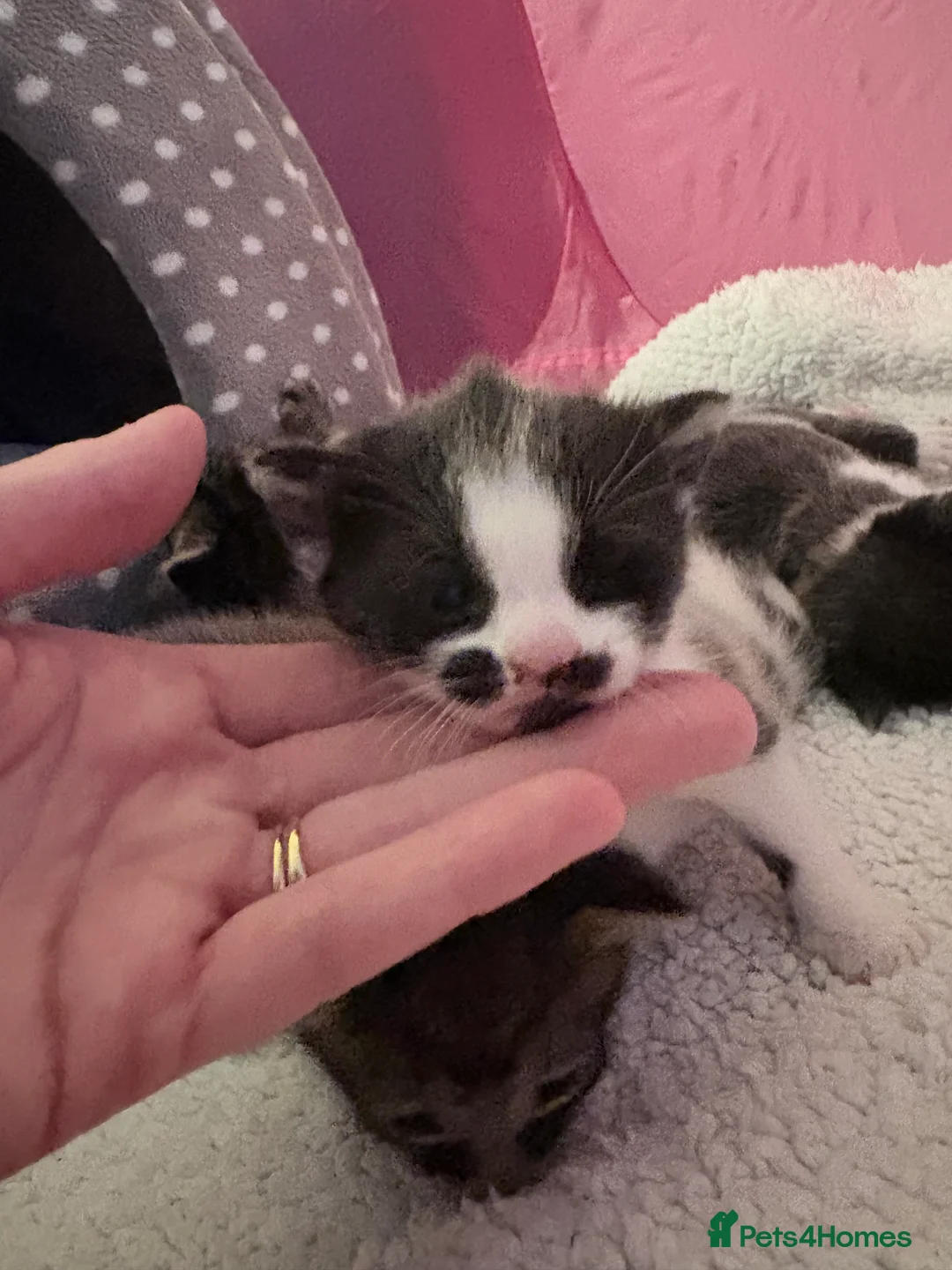 Domestic Shorthair cats for sale: Four beautiful healthy happy kittens  - Advert 2