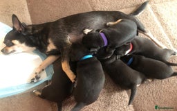 Chihuahua dogs for sale: Adorable black and tan chihuahua puppies  - Image 22