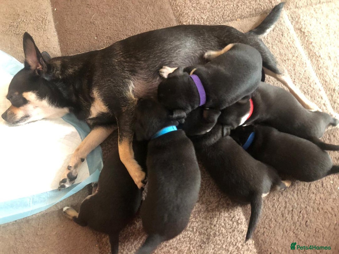 Chihuahua dogs for sale: Adorable black and tan chihuahua puppies  - Image 22