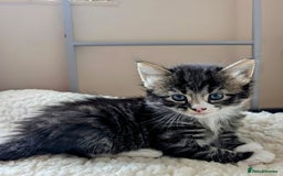 Mixed Breed cats for sale: adorable kittens for sale - Image 9