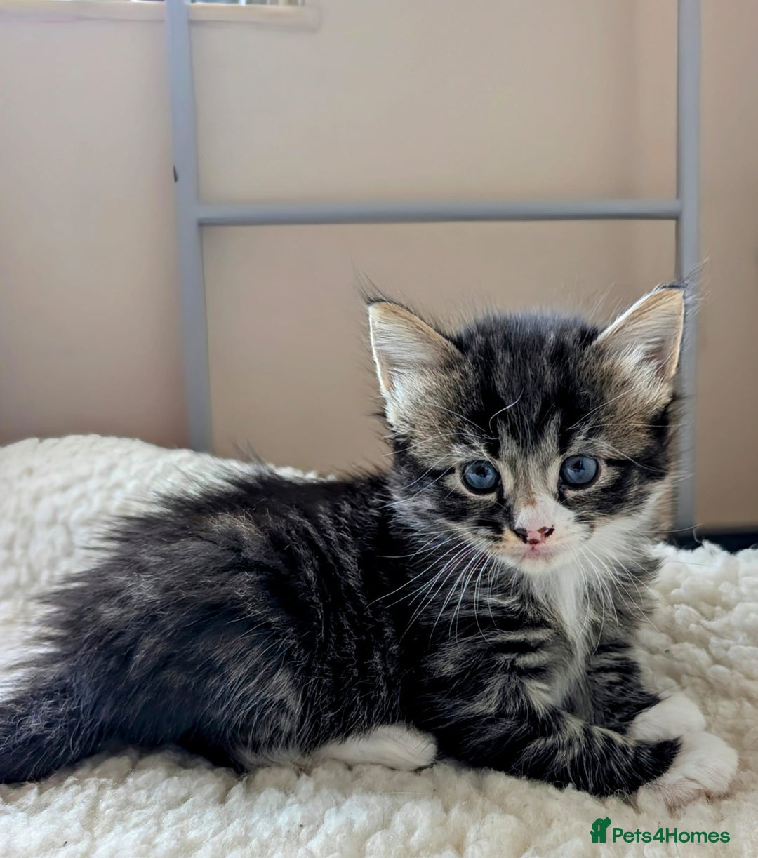 Mixed Breed cats for sale: adorable kittens for sale - Image 9