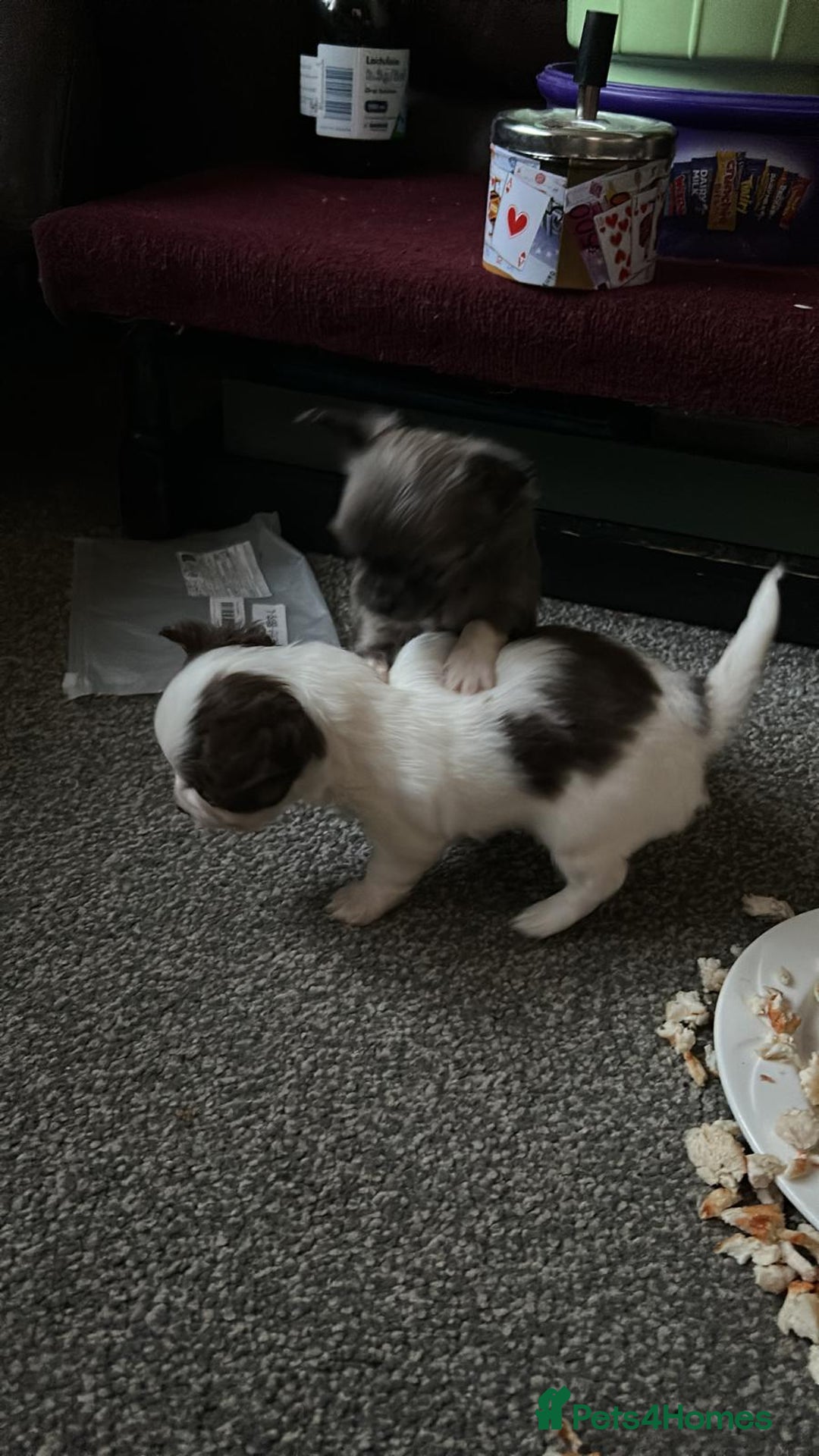 Chihuahua dogs for sale: Chihuahua teacup - Image 30