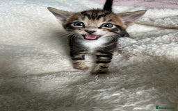 Domestic Shorthair cats for sale: Domestic beautiful kittens  - Image 10