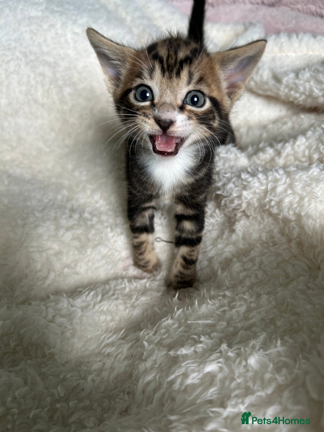 Domestic Shorthair cats for sale: Domestic beautiful kittens  - Image 10