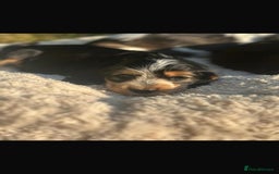 Cocker Spaniel dogs for sale: STUNNING Rizi Bizi sired Cocker puppies DNA Tested - Image 39