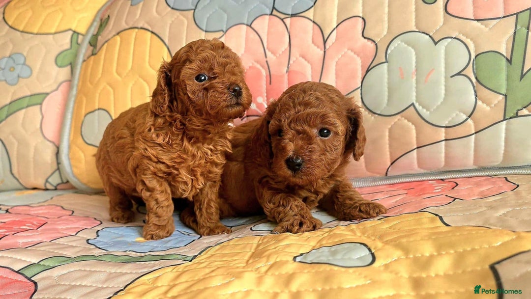 Miniature Poodle dogs for stud: Asian Toy Poodle - TEDDYCUP in Kettering - Image 8