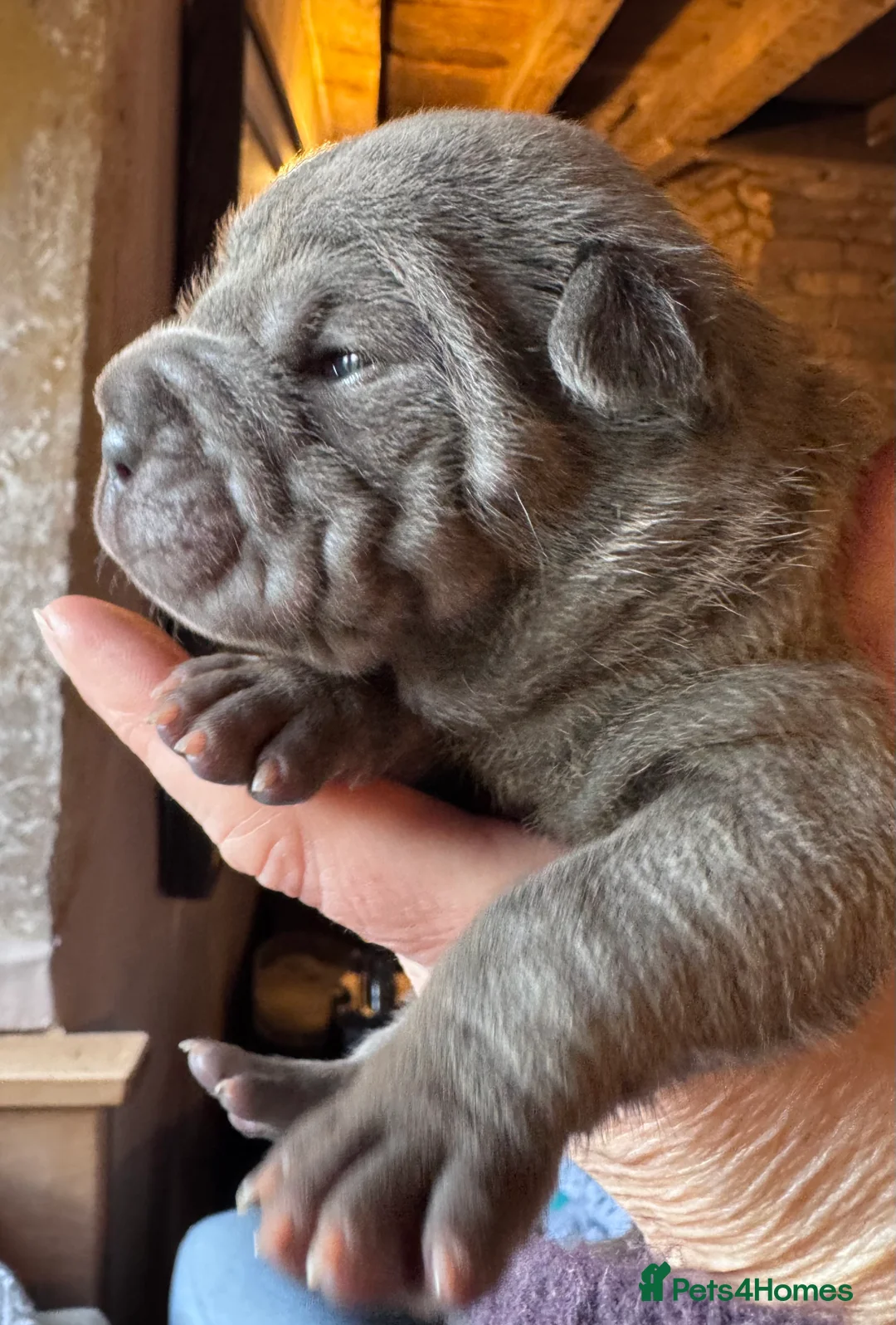 Shar Pei dogs for sale: Stunning Bullpei Puppies (Sharpei/English Bulldog) - Advert 35
