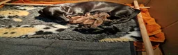 Miniature Dachshund dogs for sale: Beautiful litter of pups available  in Newmarket - Advert 1