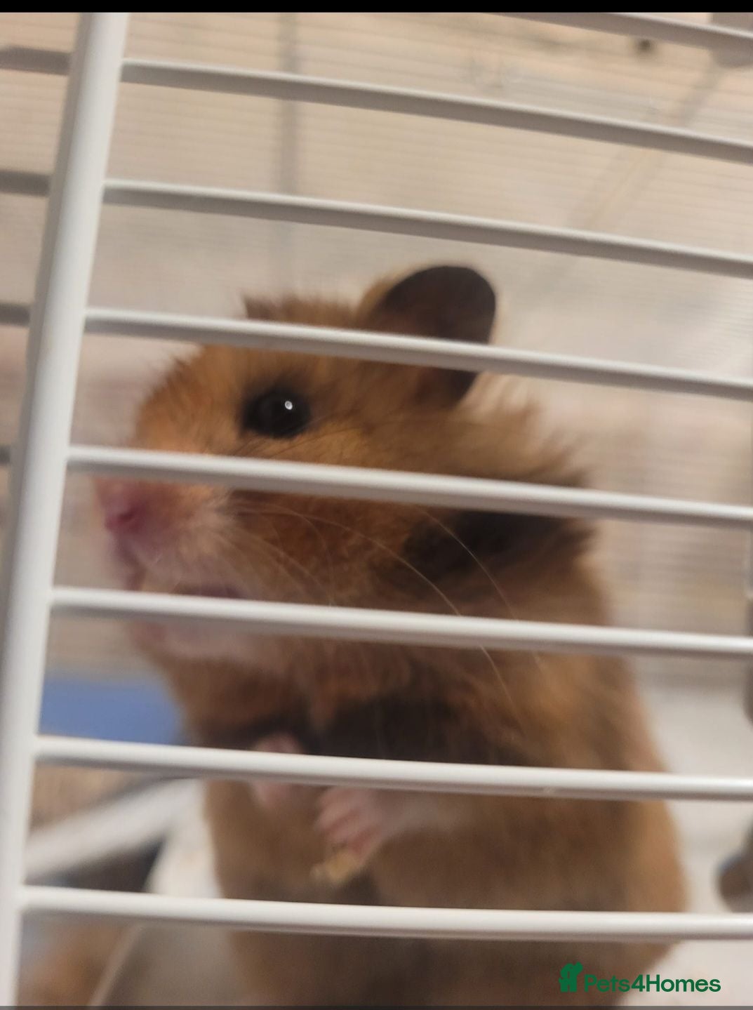 Hamster rodents Syrian Hamster  - Advert 2