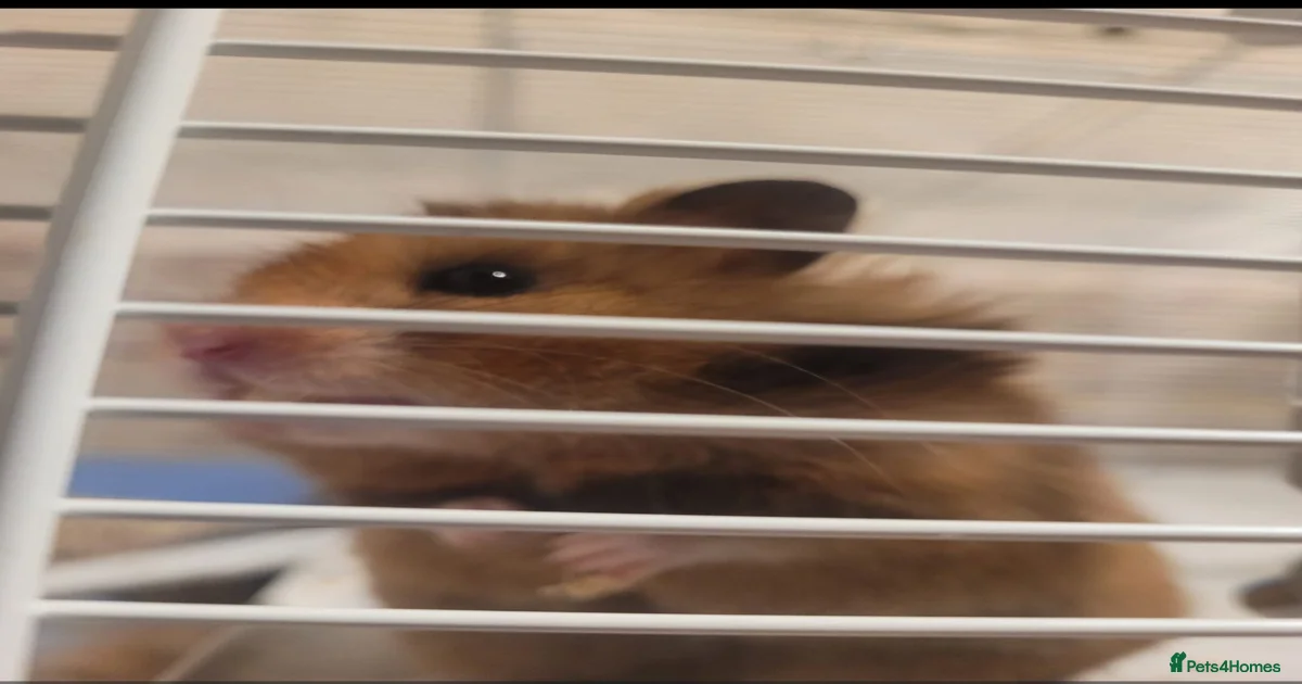 syrian-hamster-rodents-for-sale-pets4homes