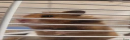 Hamster rodents for sale: Syrian Hamster  - Advert 1
