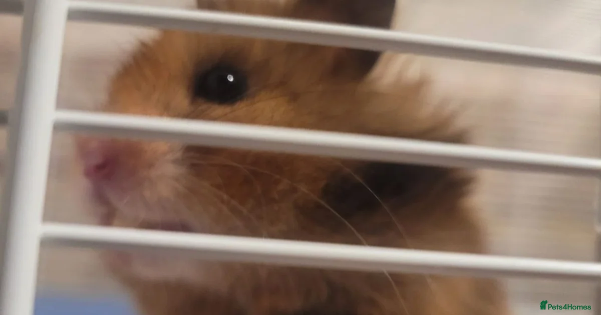 Syrian Hamster Rodents For Sale Pets4Homes syrian-hamster-rodents-for-sale-pets4homes