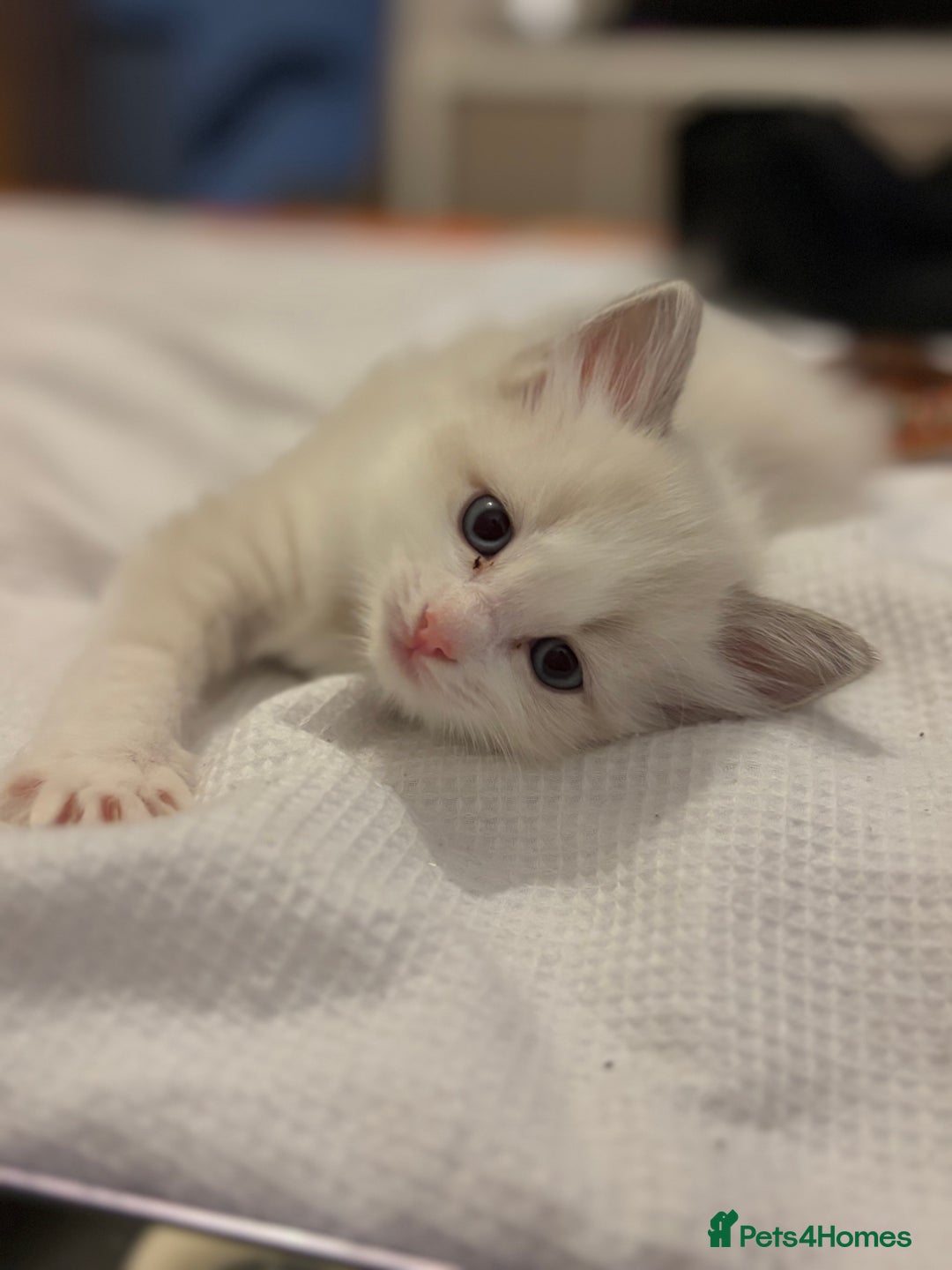 Ragdoll cats for sale: Girl ragdoll kittens  - Image 15
